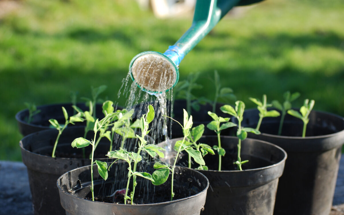 Green Tea for Change Your Eating Food