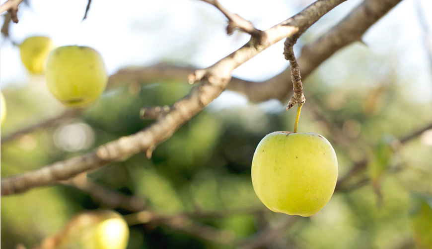 14 Reasons to Drink Organic Green Tea